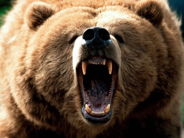 Bear_roar