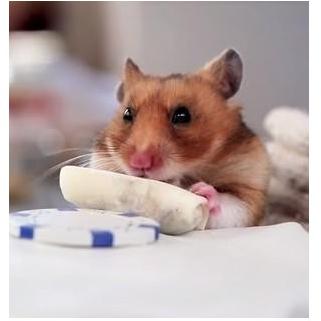 Tiny Hamsters Eating Tiny Burritos